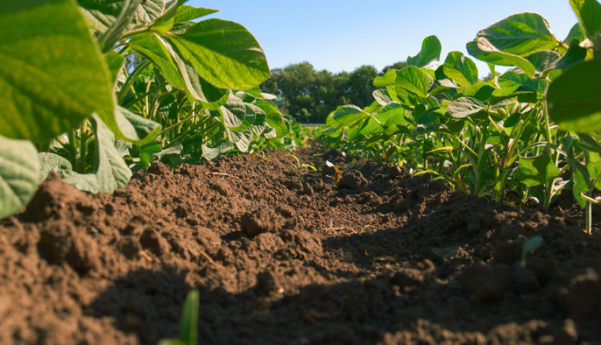 ASN Roraima - Agência Sebrae de Notícias