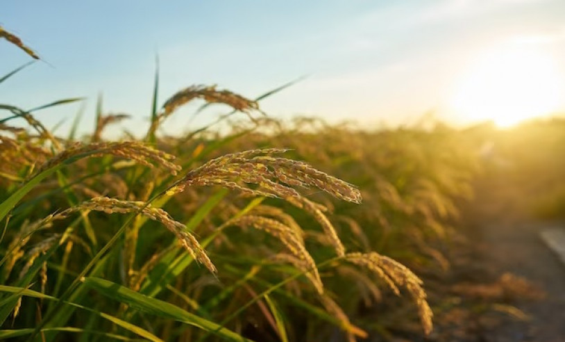 ASN Roraima - Agência Sebrae de Notícias