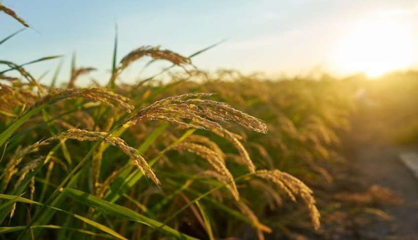 ASN Roraima - Agência Sebrae de Notícias