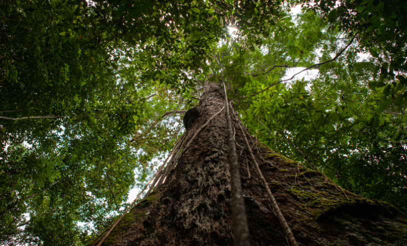 ASN Roraima - Agência Sebrae de Notícias