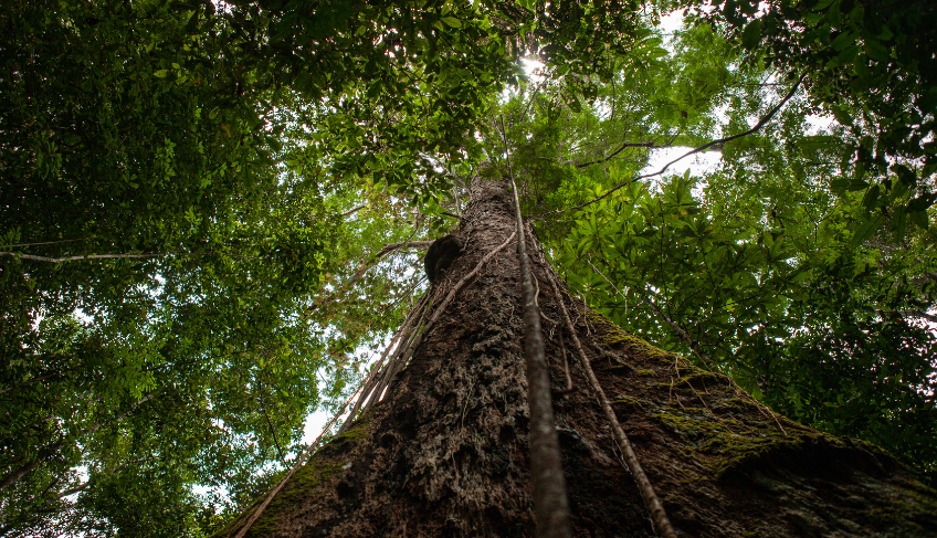ASN Roraima - Agência Sebrae de Notícias