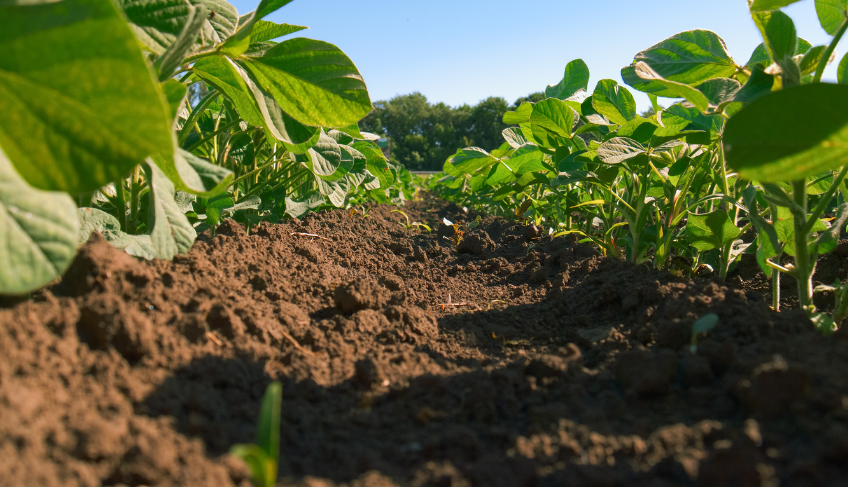ASN Roraima - Agência Sebrae de Notícias