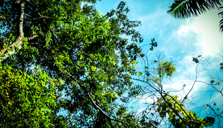 ASN Roraima - Agência Sebrae de Notícias