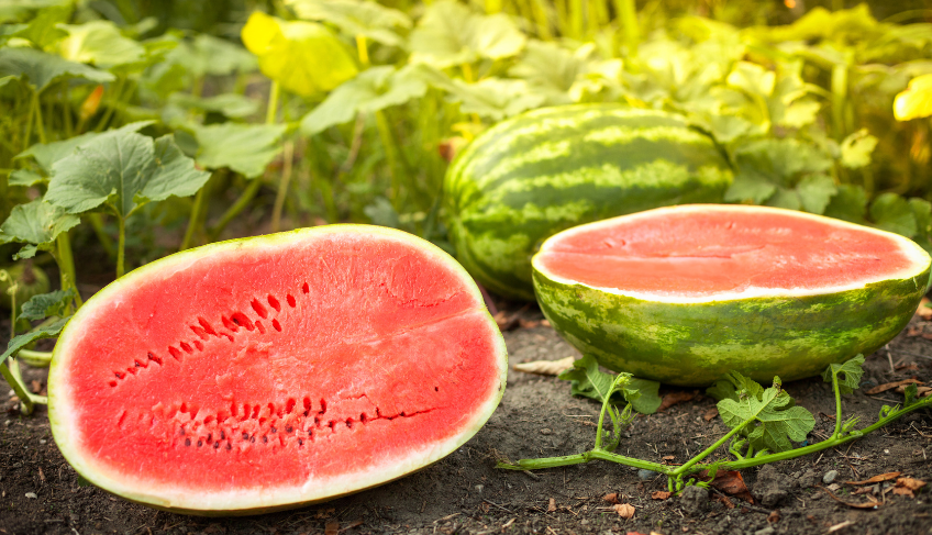 ASN Roraima - Agência Sebrae de Notícias