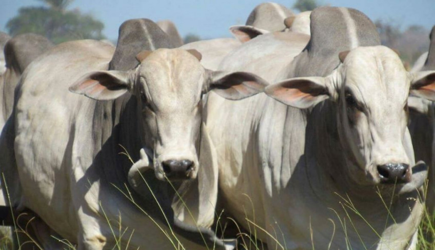 ASN Roraima - Agência Sebrae de Notícias