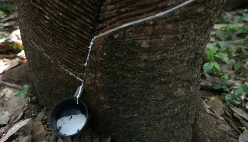 ASN Roraima - Agência Sebrae de Notícias