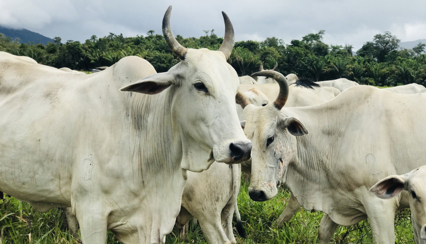 ASN Roraima - Agência Sebrae de Notícias