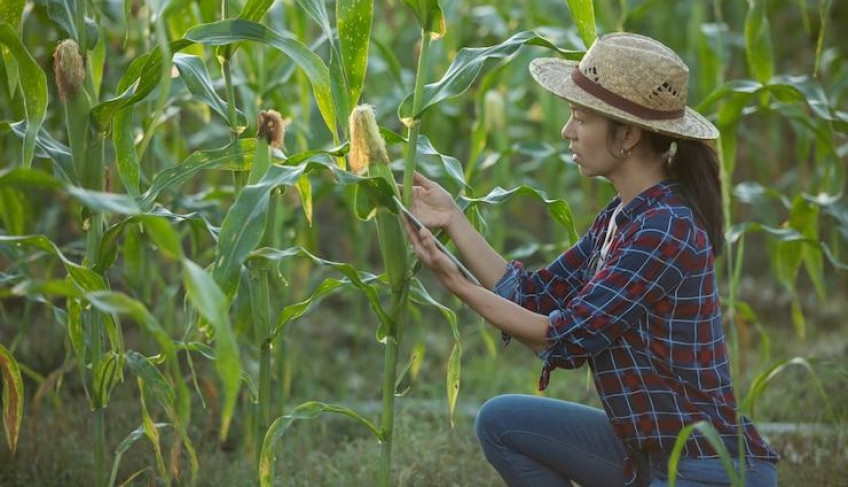 ASN Roraima - Agência Sebrae de Notícias