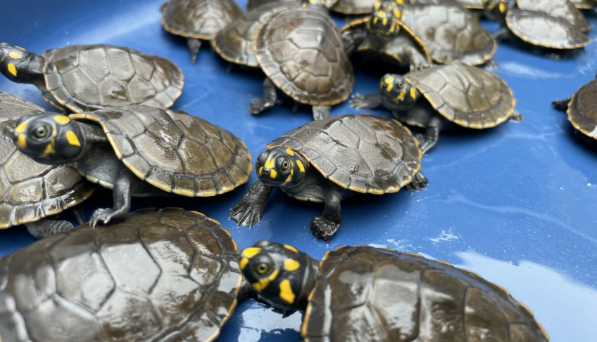 ASN Roraima - Agência Sebrae de Notícias